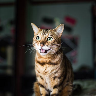 How to Brush a Cat’s Teeth