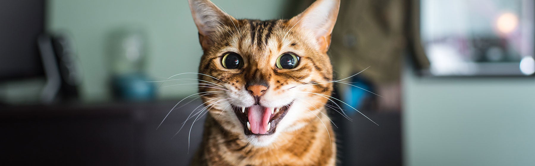 Cat Meowing: What Does it Mean? - Veterinary Medical Center of St