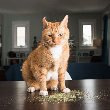 What Is Catnip & Is It Safe for My Cat?
