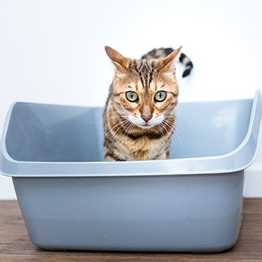 Choosing the Right Litter Box for Your Cat