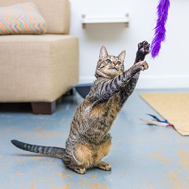 DIY: How to Make Your Own Cat Toys
