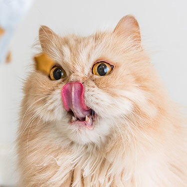 DIY: How to Make Your Own Cat Treats