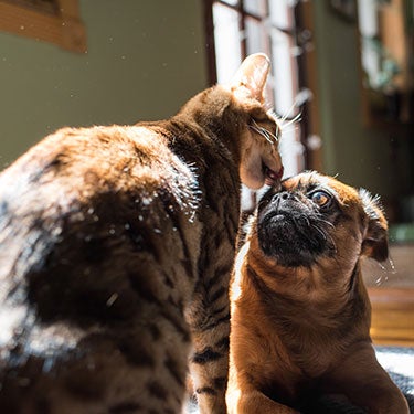 Meow Meets: Introducing Cats to Dogs