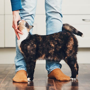 Clicker Training for Cats