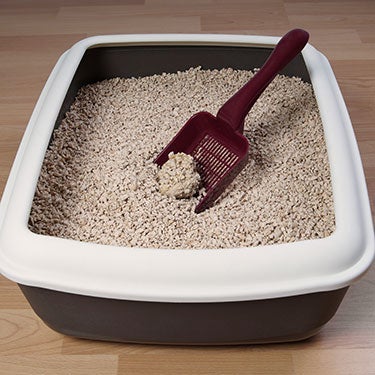 How to Read the Litter Box for Health Clues