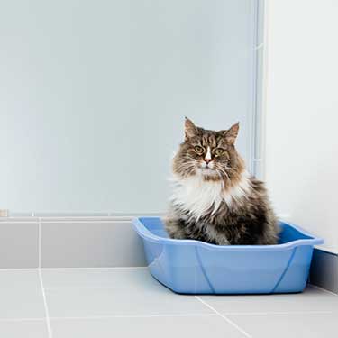 Litter Box Basics