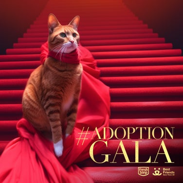 Meet the Cats of the Fresh Step Adoption Gala